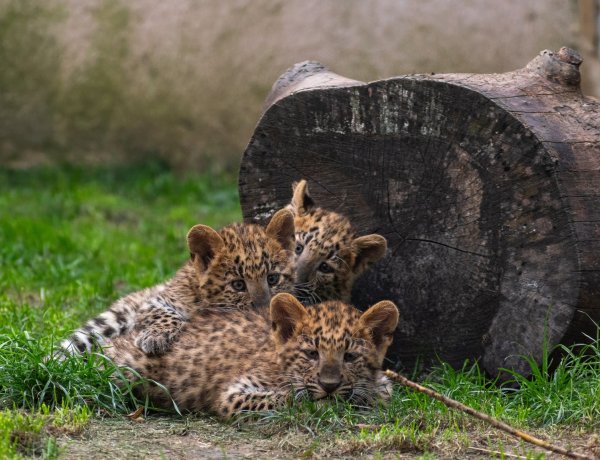 Évértékelő a Nyíregyházi Állatparkban – 505 ezer látogató érkezett és 250 állatkölyök született