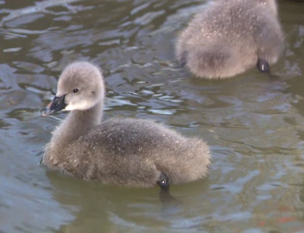 Fekete hattyúk – Öt fiókával gyarapodott a csapat a Nyíregyházi Állatparkban