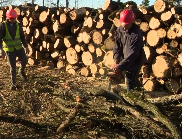 A Nyíregyházi Erdészet munkatársai az idei évre tervezett véghasználatot végzik a Sóstói-erdő északi oldalán