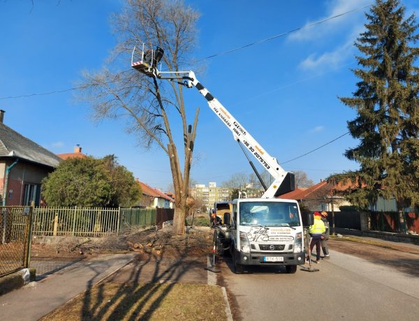 Muszáj kivágni a szilt, de pótolják