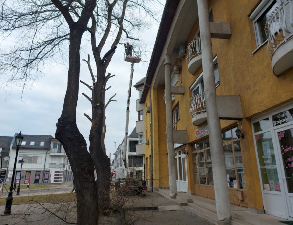 Jövő héten fejeződnek be a faápolási munkák a Nyírfa téren 