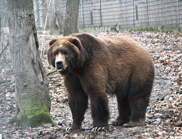 Népi jóslás – A Nyíregyházi Állatpark barnamedvéi elárulták, mikor érkezik a tavasz