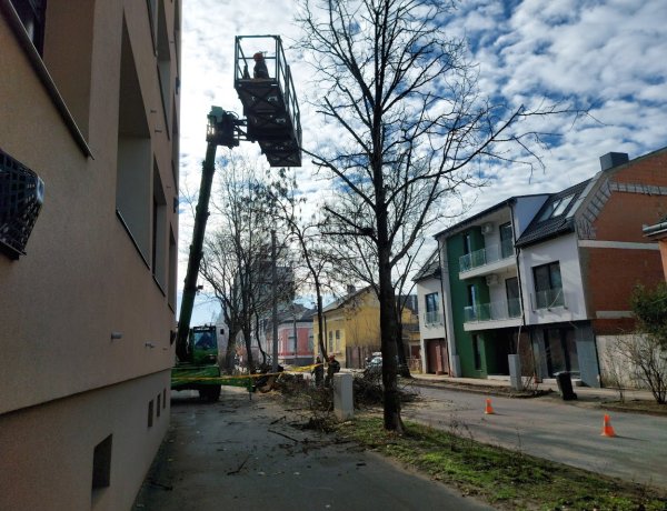 Kíméletesen bántak a fákkal 