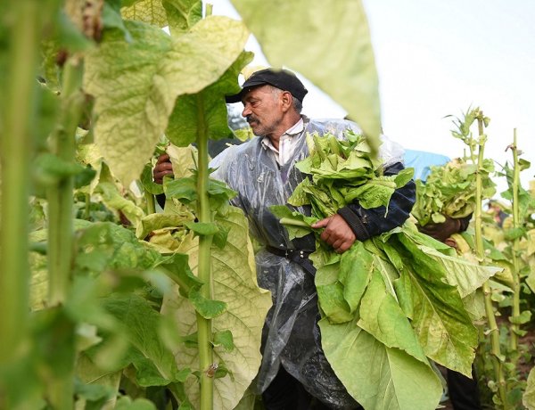 Értékes Esték: értéktárban a szabolcsi dohány