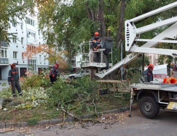 Két helyen is ápolja fákat a NYÍRVV