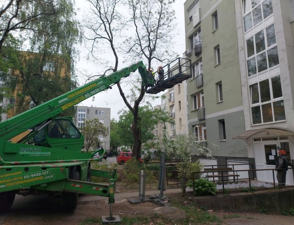 A cél, hogy ne okozzanak anyagi kárt a letört faágak