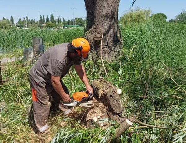 Megkezdődött a fűzfasor vágása, gallyazása a Bujtosi-tó partján