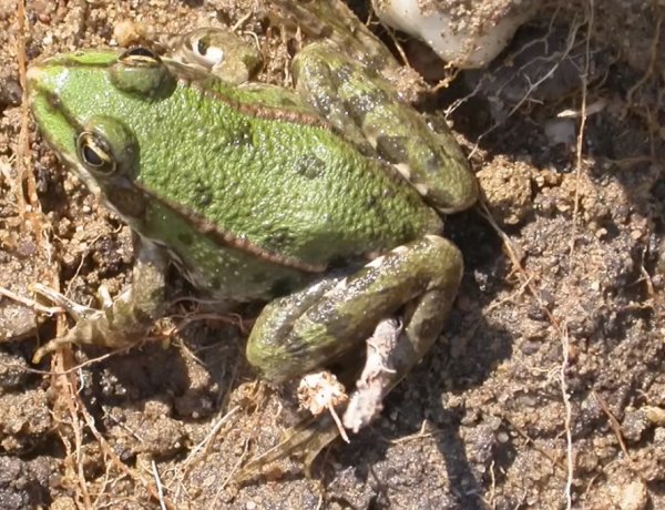 Egy zsebkendőnyi kertdarab is elég, ha tenni akarunk magunkért és az élővilágért – A Magyar Természetvédők Szövetségének A mi sokszínű kertünk kampánya mindenkinek segít 