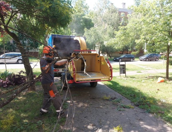 Ezek a fák sem okoznak már több kárt