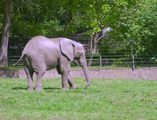 4 tonnás vőlegény érkezett a Nyíregyházi Állatpark afrikai elefánt teheneihez