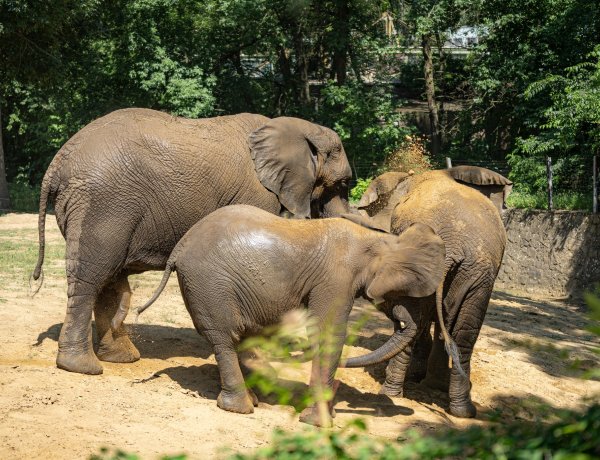 Jambo már együtt a csapattal! – Négytonnás vőlegény érkezett a Nyíregyházi Állatpark afrikai elefántjaihoz