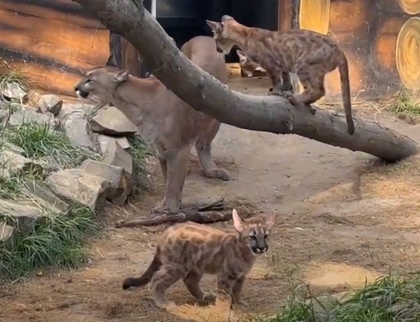 Három hónaposak lettek a Nyíregyházi Állatpark puma hármasikrei