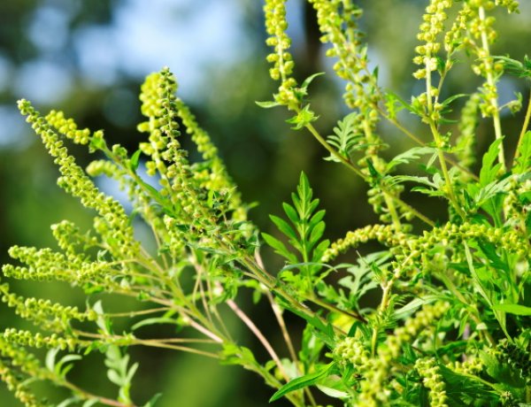 Itt a parlagfűszezon: így védekezhetünk az allergiás tünetek ellen