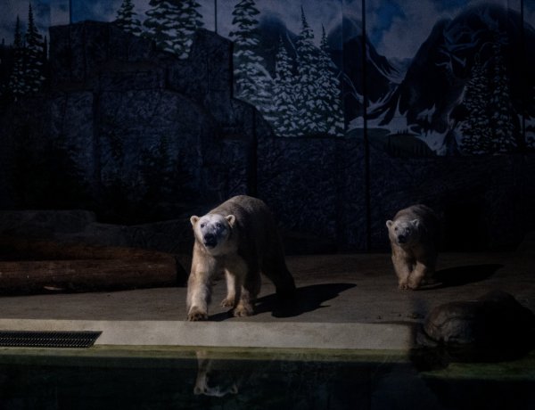 Irány a night safari! Első alkalommal vesz részt az Állatkertek éjszakája programsorozatban a Nyíregyházi Állatpark!