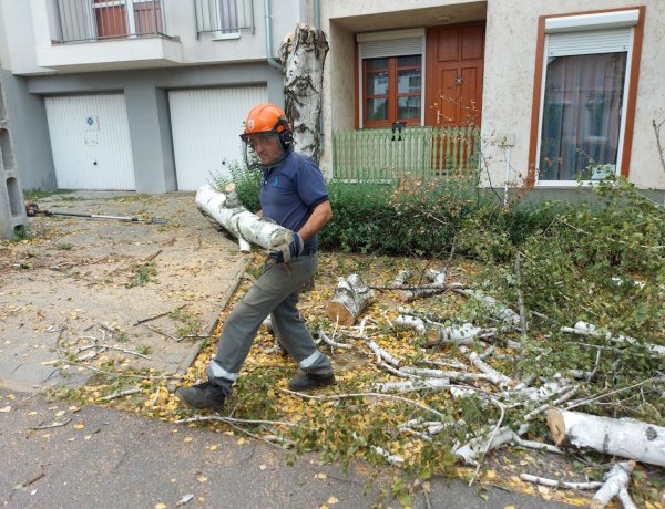 Ezekben az utcákban volt szükség a fák gondozására