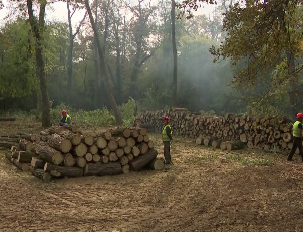 Őszi munkálatok a nyíregyházi erdészetnél