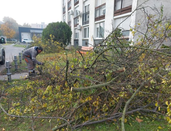 Ez történt a Vasvári Pál utcán - Balesetveszélyes fákat gondoztak