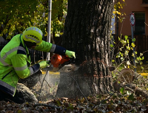 Fakivágás – Lecserélik az elöregedett faállományt a Korányi Frigyes utcán