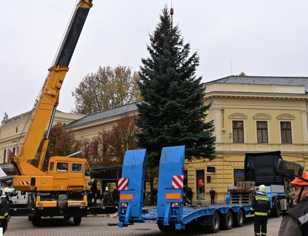 Célegyenesben az adventi készülődés – A város fenyőfája már áll a Kossuth téren