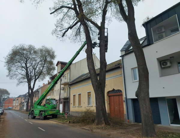 Sokan lélegzetek ma fel a Selyem utcában - Megszűnt a forgalomkorlátozás, kész a faápolás