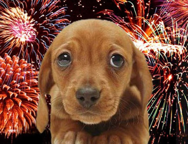 Nem csak emberre, állatra is veszélyesek a Szilveszteri tűzijátékok