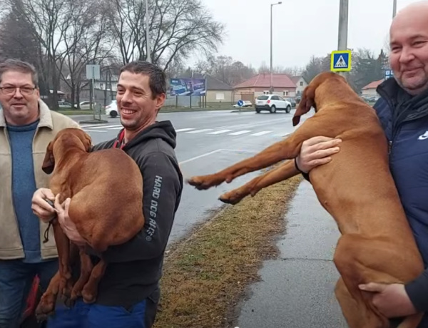 Elszöktek a kutyák, de sikerült befogni őket!