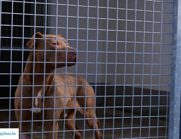 Támogatják az ebrendészeti telepeket - Nyíregyházára is jut a forrásból 