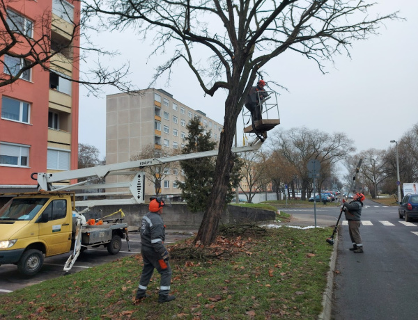 Faápolást végeztek a Korányi Frigyes utcán 