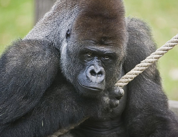 Menyasszonyt találtak Bubunak! – Brazíliába költözött a síkvidéki gorilla