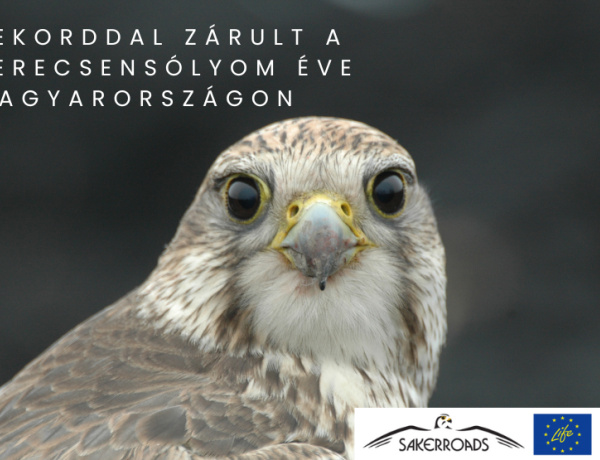 Rekorddal zárult a 2024-es kerecsensólyom év Magyarországon