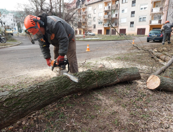 Metszettek, gallyaztak, a veszélyeseket eltávolították
