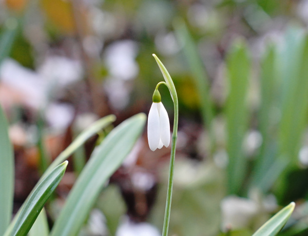 Már a kertek alatt a tavasz! - A botanikus kert virágai nem tévednek?