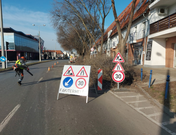 A Szegfű utcán is szükség lett faápolásra                      