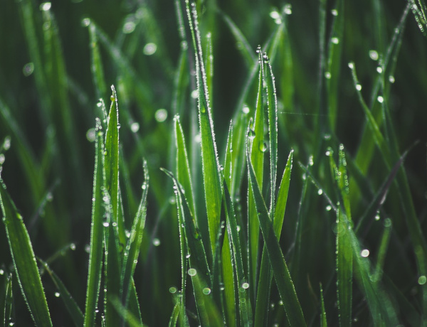 Hogy ne csak a szomszéd fűje legyen zöld! - Idén is Városszépítő Akciót hirdet Nyíregyháza!