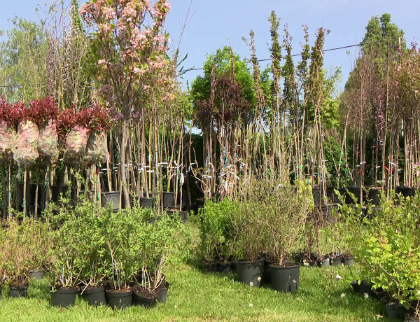 Városszépítő akció – Elindult „A szomszéd fűje mindig zöldebb!” pályázat