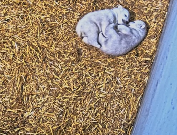 Nem titok többé, hogy jegesmedve ikrek születtek Nyíregyházán!