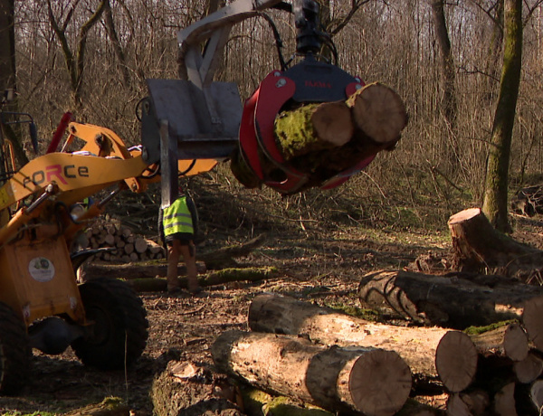 Fakitermelés – Megkezdődtek a munkálatok a Sóstói-erdőben