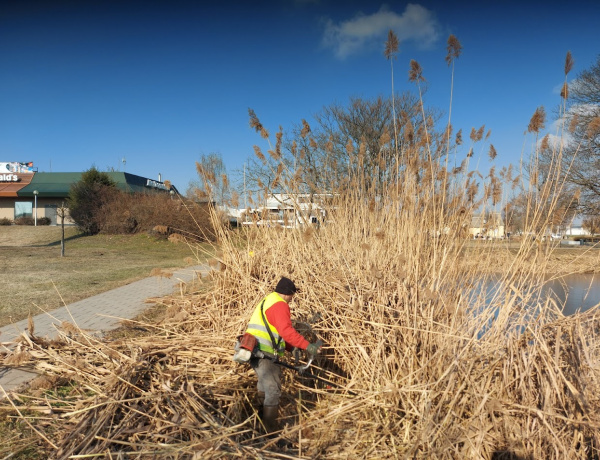 Ez már a tavasz hírnöke! - Vágják a nádat a tavon