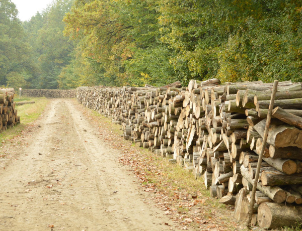 Több mint 28.000 köbméter szociális tűzifát osztottak szét a rászorulók között