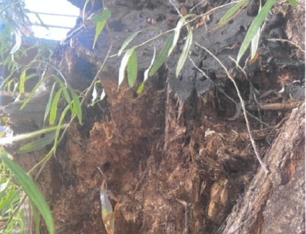 Egy fa (utó)élete – az élet- és vagyonvédelem az első