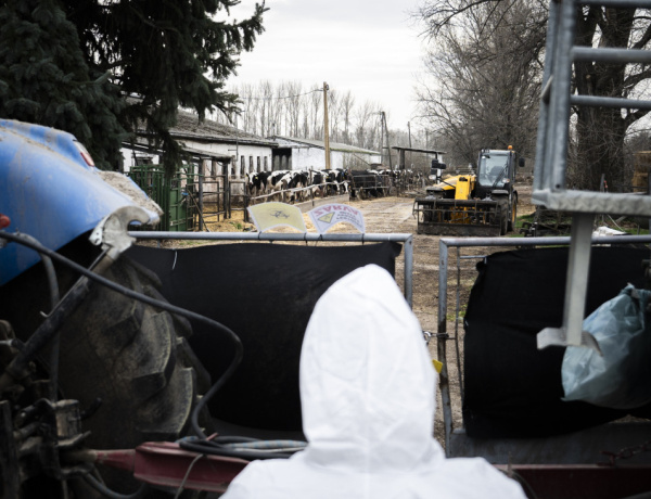 Ötven éve nem láttak ilyet! - Együtt fékezhetjük meg a ragadós száj- és körömfájást!