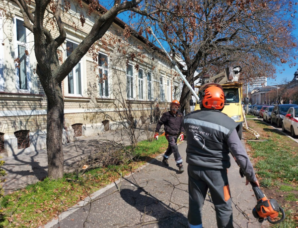 Új frizurát kapnak a fák a Széchenyi utcában