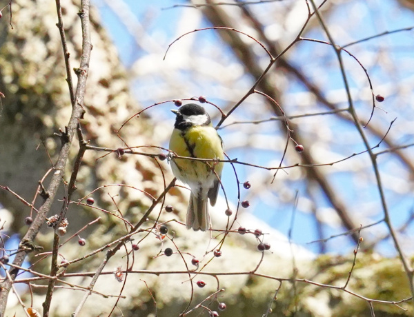 Madárélet a Campuson - El sem hiszi, milyen nagy az élet a Nyíregyázi Egyetem parkjában