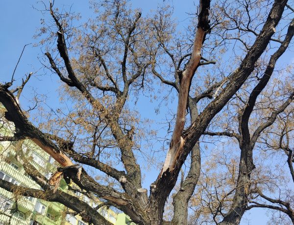 Nyolc veszélyes fát kivágnak, 22 újat ültetnek - Mutatjuk mi történik a Búza téren