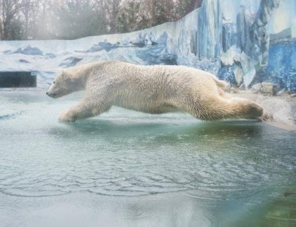 A Nyíregyházi Állatparkban még a jegesmedve is fogászhoz jár!