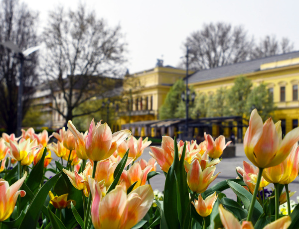 Virágos Nyíregyháza: a nagyvárosok legjobbja európai szemmel