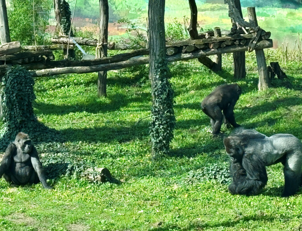 Djumbah boldogsága - Nősténygorillák érkeztek a Nyíregyházi Állatparkba!