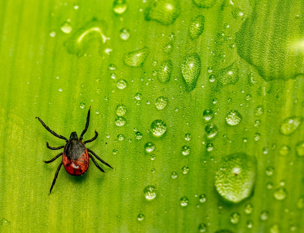 Tények és tévhitek a kullancsokról                            
