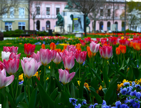 Nyíregyháza így várja a nemzetközi zsűrit