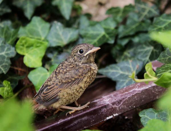 Hazatérnek Afrikából a fülemülék – ismét útjára indul a „Fülemülék éjszakája” országos rendezvénysorozat